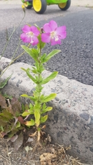Epilobium