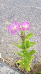 Epilobium