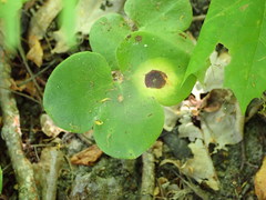 Ascochyta