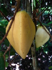 Chytranthus cauliflorus