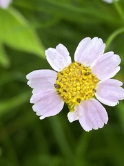 Cosmos parviflorus