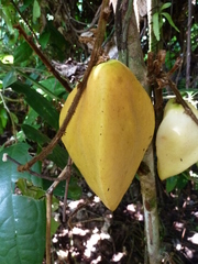 Chytranthus cauliflorus