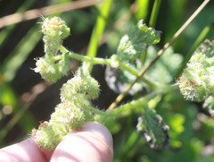 Phacelia malvifolia