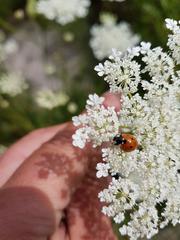 Coccinella septempunctata