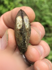 Venustaconcha ellipsiformis