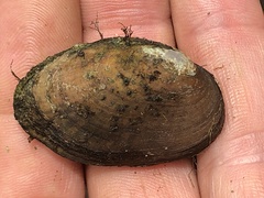 Venustaconcha ellipsiformis