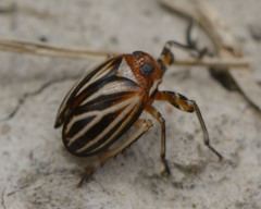Phylloscelis atra