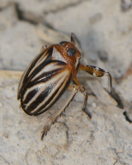 Phylloscelis atra