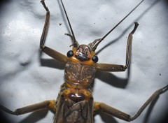 Acroneuria carolinensis