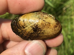 Venustaconcha ellipsiformis
