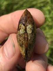 Venustaconcha ellipsiformis