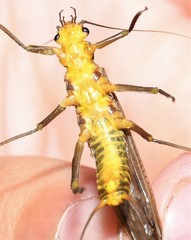 Acroneuria carolinensis