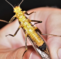 Acroneuria carolinensis