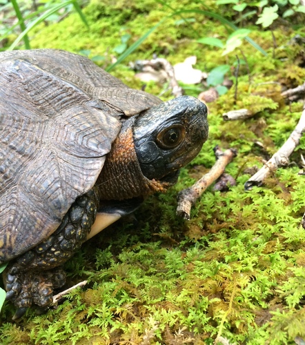 Wood Turtle