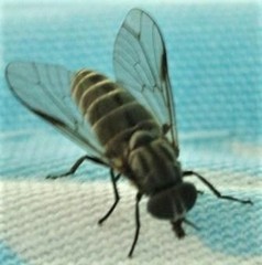 Pseudotabanus distinctus