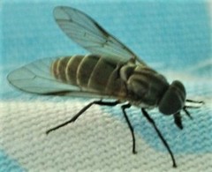 Pseudotabanus distinctus
