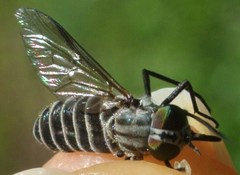 Pseudotabanus distinctus
