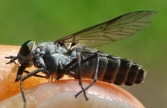 Pseudotabanus distinctus