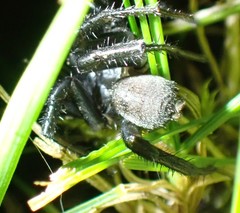Antrodiaetus pacificus