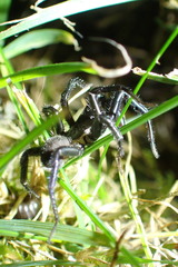 Antrodiaetus pacificus