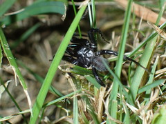 Antrodiaetus pacificus