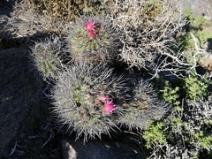 Eriosyce nigrihorrida