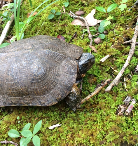 Wood Turtle, Virginia, US, photo 8 of 10
