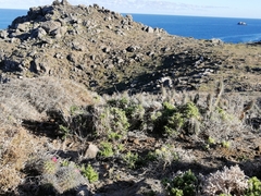 Eriosyce nigrihorrida