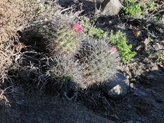 Eriosyce nigrihorrida