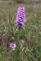 Dactylorhiza majalis sphagnicola