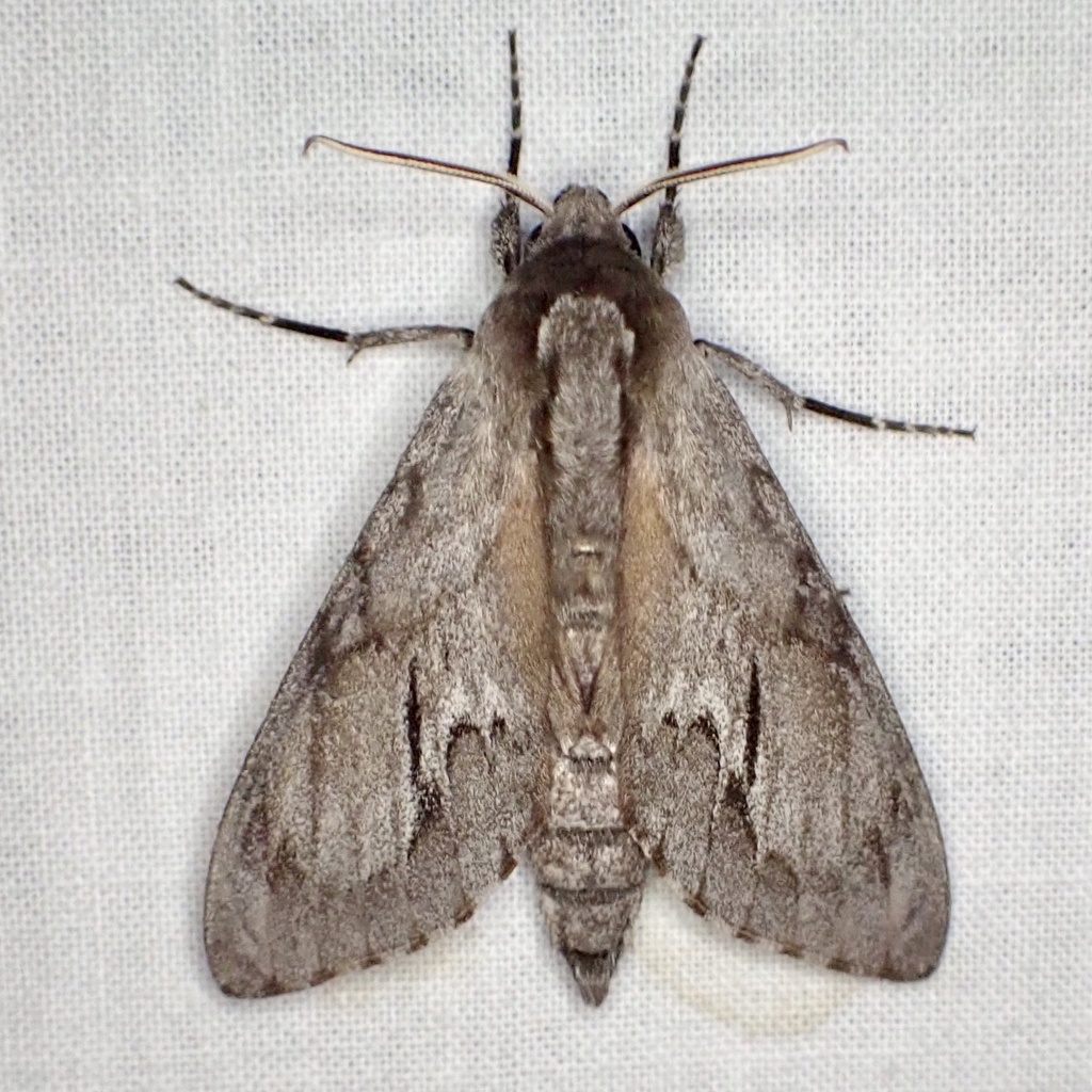 Southern Pine Sphinx