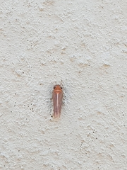 Cicadulina