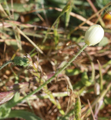 Platystemon californicus