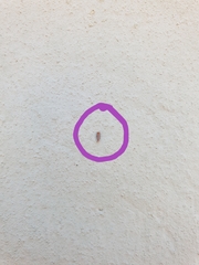 Cicadulina