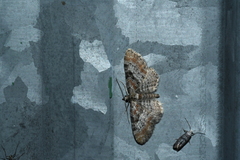 Eupithecia mutata