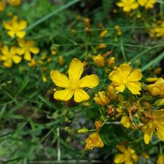 Hypericum coris