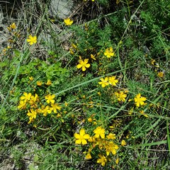Hypericum coris