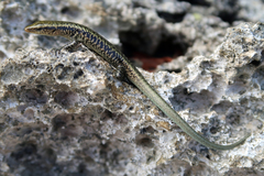 Emoia atrocostata