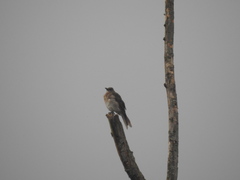 Turdus ignobilis
