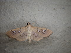 Microthyris anormalis