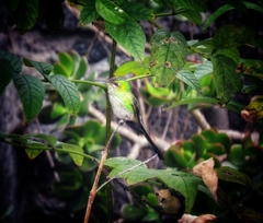 Lesbia victoriae