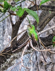 Lesbia victoriae
