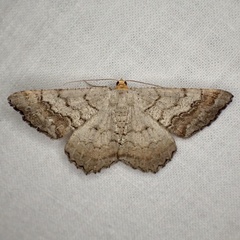 Macaria distribuaria