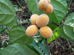 Albertisia cordifolia
