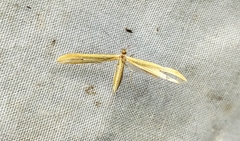 Hellinsia pectodactylus