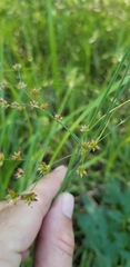 Juncus rugulosus