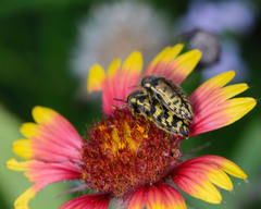 Acmaeodera mixta
