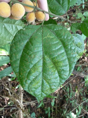 Albertisia cordifolia