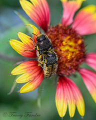 Acmaeodera mixta