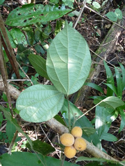Albertisia cordifolia